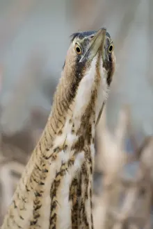 Stellaris Prints: Roerdomp, Eurasian Bittern, Botaurus stellaris