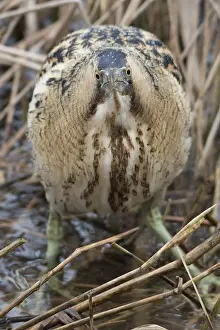 Stellaris Prints: Roerdomp, Eurasian Bittern, Botaurus stellaris