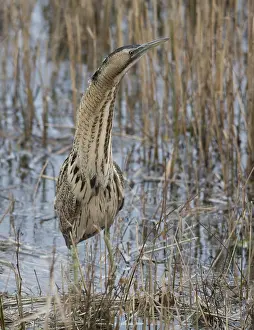 Stellaris Prints: Roerdomp, Eurasian Bittern, Botaurus stellaris