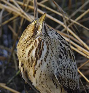 Schutkleur Prints: Roerdomp, Eurasian Bittern, Botaurus stellaris