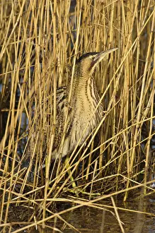 Schutkleur Prints: Roerdomp, Eurasian Bittern, Botaurus stellaris