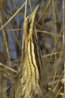 Schutkleur Prints: Roerdomp, Eurasian Bittern, Botaurus stellaris