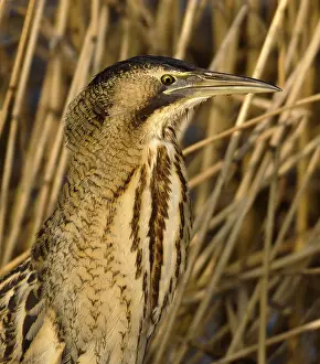 Schutkleur Prints: Roerdomp, Eurasian Bittern, Botaurus stellaris