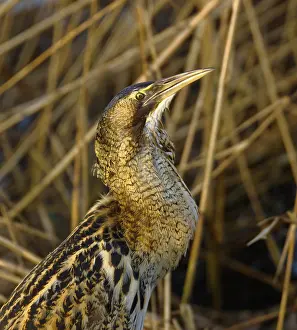 Schutkleur Prints: Roerdomp, Eurasian Bittern, Botaurus stellaris