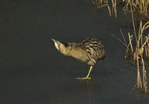 Images Dated 7th March 2006: Roerdomp, Eurasian Bittern, Botaurus stellaris