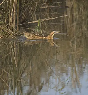 Images Dated 10th November 2003: Roerdomp, Eurasian Bittern, Botaurus stellaris