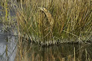 Images Dated 27th February 2003: Roerdomp, Eurasian Bittern, Botaurus stellaris