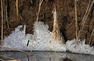 Riviernatuur Prints: Roerdomp; Eurasian Bittern; Botaurus stellaris