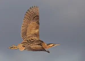 Stellaris Prints: Roerdomp, Eurasian Bittern, Botaurus stellaris