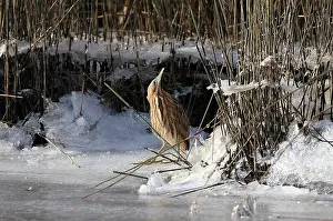 Getijdenwerking Prints: Roerdomp Eurasian Bittern Botaurus stellaris