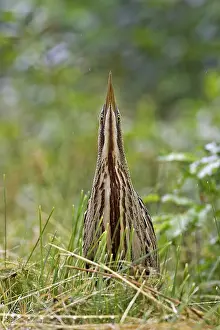 Images Dated 20th July 2005: Roerdomp, Eurasian Bittern, Botaurus stellaris