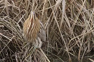 Images Dated 1st February 2009: Roerdomp, Eurasian Bittern, Botaurus stellaris
