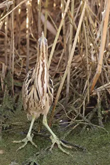 Stellaris Prints: Roerdomp, Eurasian Bittern, Botaurus stellaris