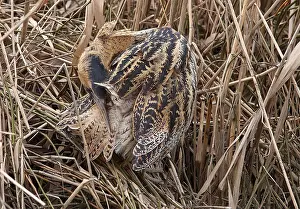 Images Dated 17th February 2009: Roerdomp, Eurasian Bittern, Botaurus stellaris