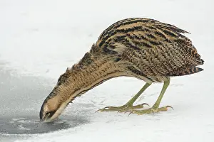 Vissende Prints: Roerdomp, Eurasian Bittern, Botaurus stellaris