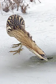 Vissende Prints: Roerdomp, Eurasian Bittern, Botaurus stellaris