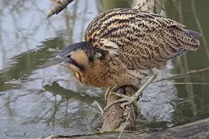 Stellaris Prints: Roerdomp, Eurasian Bittern, Botaurus stellaris