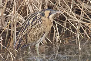 Stellaris Prints: Roerdomp, Eurasian Bittern, Botaurus stellaris