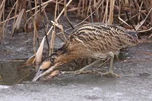 Stellaris Prints: Roerdomp, Eurasian Bittern, Botaurus stellaris