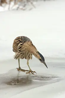 Vissende Prints: Roerdomp, Eurasian Bittern, Botaurus stellaris