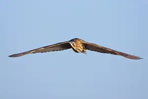 Stellaris Prints: Roerdomp, Eurasian Bittern, Botaurus stellaris