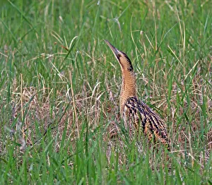 Rietvogel Prints: Roerdomp, Eurasian Bittern, Botaurus stellaris
