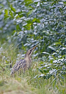 Images Dated 20th July 2005: Roerdomp, Great Bittern, Botaurus stellaris