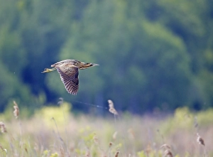 Images Dated 2nd June 2004: Roerdomp, Great Bittern, Botaurus stellaris