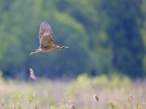 Images Dated 2nd June 2004: Roerdomp, Great Bittern, Botaurus stellaris