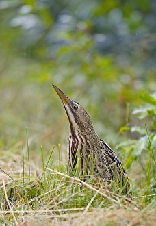 Images Dated 20th July 2005: Roerdomp, Great Bittern, Botaurus stellaris