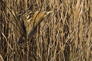 Images Dated 26th January 2014: Roerdomp; Great Bittern; Botaurus stellaris