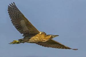 Images Dated 3rd March 2013: Roerdomp; Great Bittern; Botaurus stellaris