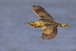 Images Dated 1st February 2013: Roerdomp; Great Bittern; Botaurus stellaris