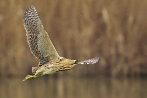 Images Dated 5th February 2013: Roerdomp; Great Bittern; Botaurus stellaris