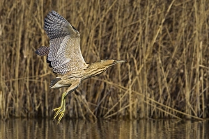 Images Dated 4th March 2013: Roerdomp Great Bittern; Botaurus stellaris
