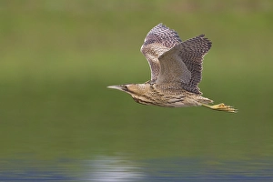 Images Dated 11th March 2013: Roerdomp; Great Bittern; Botaurus stellaris