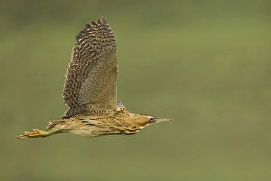 Images Dated 5th February 2013: Roerdomp; Great Bittern; Botaurus stellaris