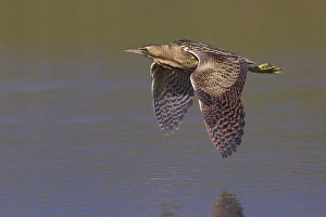 Images Dated 4th March 2013: Roerdomp; Great Bittern; Botaurus stellaris