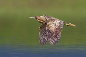 Images Dated 11th March 2013: Roerdomp; Great Bittern; Botaurus stellaris
