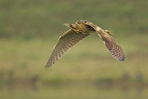 Images Dated 5th February 2013: Roerdomp; Great Bittern; Botaurus stellaris