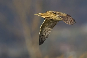 Stagno Prints: Roerdomp; Great Bittern; Botaurus stellaris