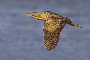 Stagno Prints: Roerdomp; Great Bittern; Botaurus stellaris