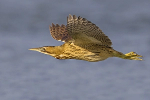 Fiorentina Prints: Roerdomp; Great Bittern; Botaurus stellaris