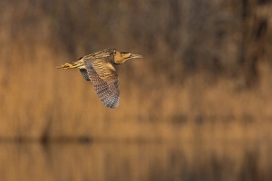 Images Dated 19th January 2008: Roerdomp, Great Bittern, Botaurus stellaris