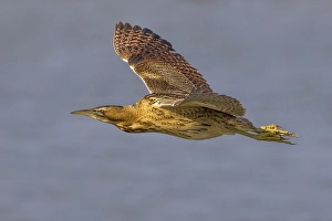 Fiorentina Prints: Roerdomp; Great Bittern; Botaurus stellaris