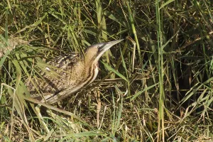 Marshbird Prints: Roerdomp, Great Bittern, Botaurus stellaris
