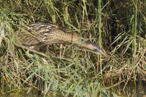 Marshbird Prints: Roerdomp, Great Bittern, Botaurus stellaris