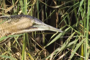 Images Dated 9th December 2011: Roerdomp, Great Bittern, Botaurus stellaris
