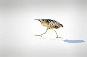 Images Dated 26th December 2010: Roerdomp, Great Bittern, Botaurus stellaris