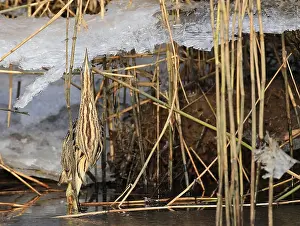 Moerassen Prints: Roerdomp, Great Bittern, Botaurus stellaris
